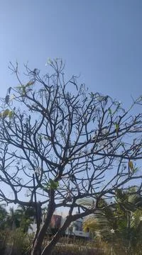 Dry tree Stock Photos