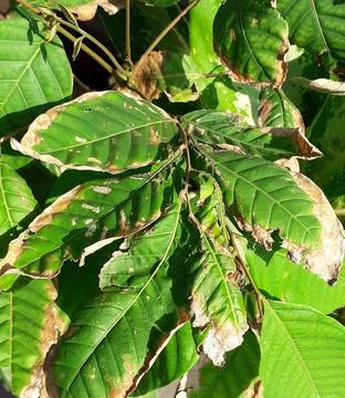 Dry tree Stockfoto's
