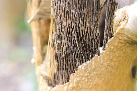 Dry tree Stock Photos