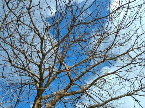 Dry tree Stock Photos