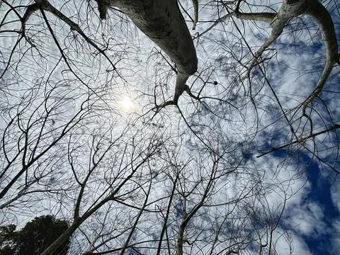 Dry tree Stock Photos