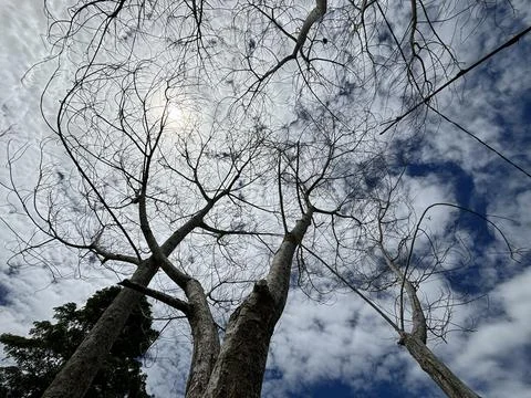 Dry tree Stock Photos