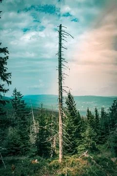 A dry tree 스톡 사진