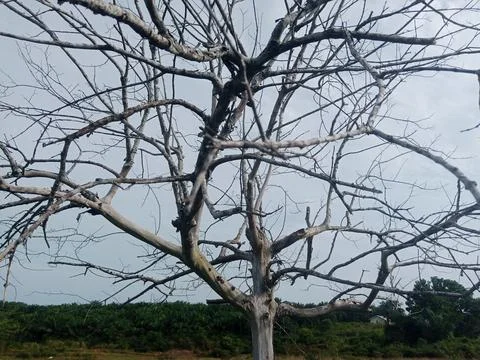 Dry Tree Stock Photos