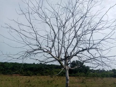 Dry Tree Stock Photos