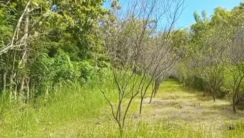 Dry tree plants look bare without leaves. Stock Footage 328010628