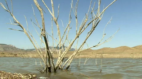 Dry Tree on Pond Stockbeeldmateriaal 581819