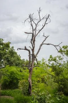 Dry tree in the rain forest Stock Photos