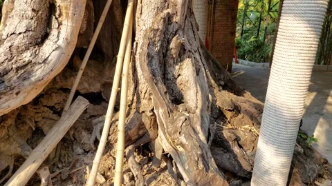 Dry tree with red lantern Stock Footage 262320187