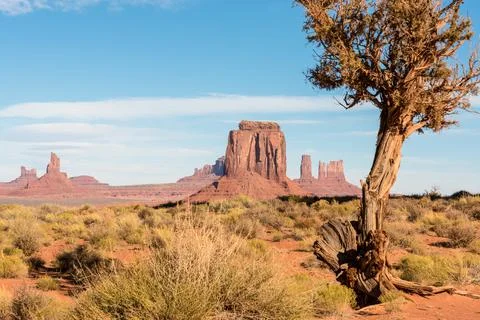 A dry tree resisting the harsh arid conditions of the Monument Valley Foto stock