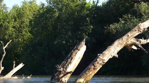 Dry tree in the river Stock Footage 90525510
