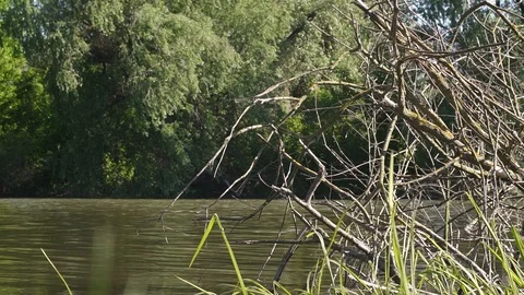 Dry tree in the river Stock Footage 90526010