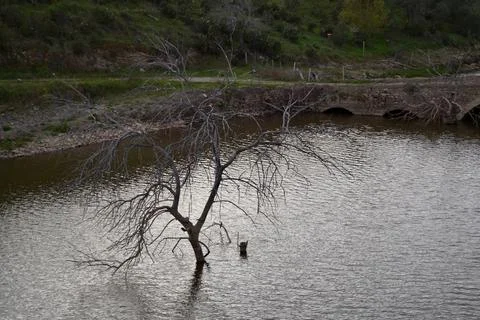 Dry tree in the river Stock Photos