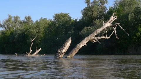 Dry tree in the river, time-lapse. Stock Footage 90539794