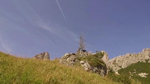 Dry tree on rock Stock Footage 79892854