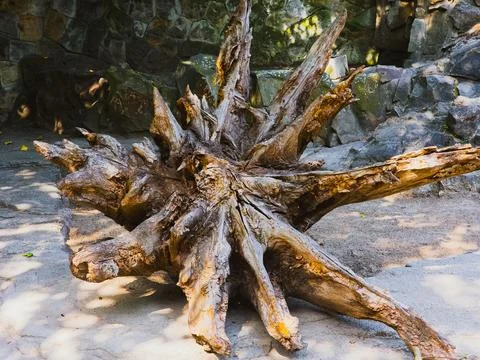 Dry tree root displayed on stone surface Foto stock