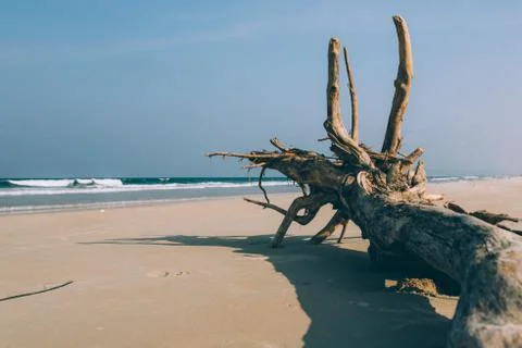 Dry tree, root on the shore of an empty beach Stock Photos