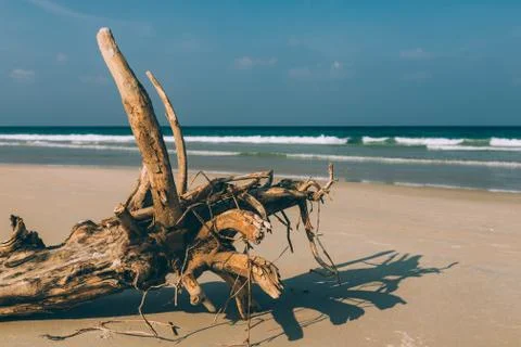 Dry tree, root on the shore of an empty beach Stock Photos
