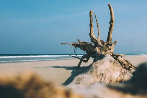 Dry tree, root on the shore of an empty beach Stock Photos