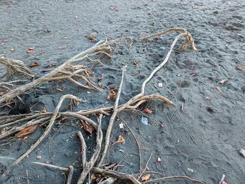 Dry tree roots and branches scattered on a dark sand beach Фото