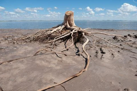 Dry tree roots in Epecuen 库存照片