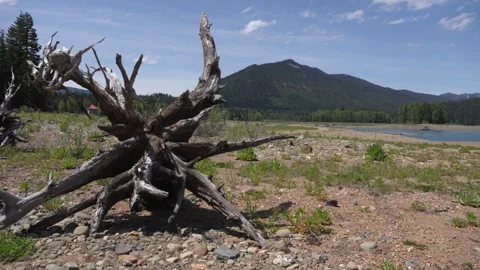 Dry tree roots in mountain valley under blue sky 動画素材 312898866