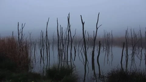 Dry tree roots reflecting into the lake on a foggy day Stock Footage 148664941