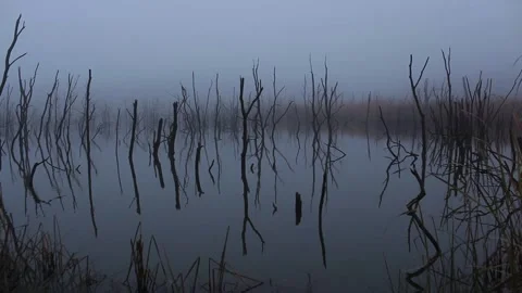 Dry tree roots reflecting into the lake on a foggy day Stock Footage 148664991