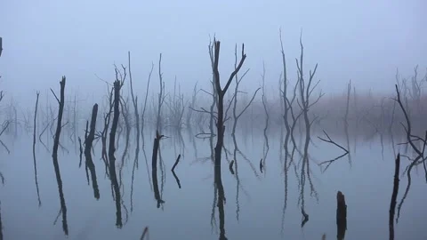 Dry tree roots reflecting into the lake on a foggy day Vídeos de archivo 148665046