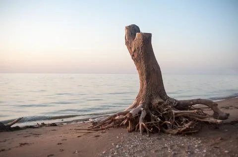 Dry tree with roots on the sandy seashore Stock Photos