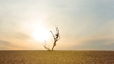 Dry tree on a sand at the sunset, time lapse scene Vídeos de archivo 131706431