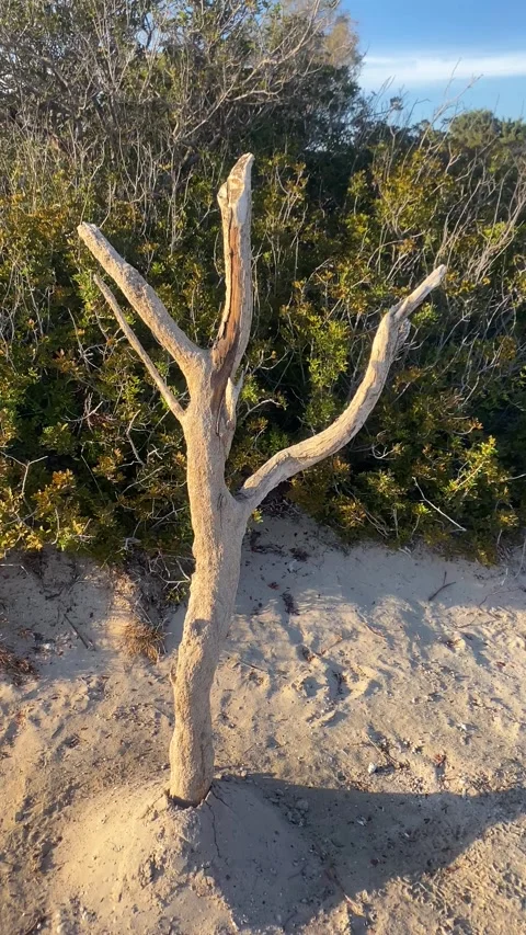 A dry tree in the sand. Vertical video for social media Stock Footage 287221071