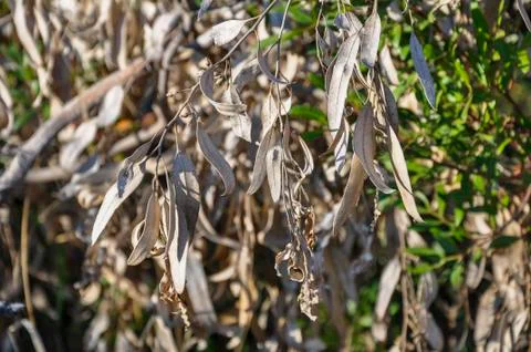 Dry tree seed on the branch Stock Photos