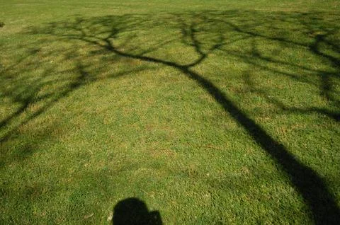 Dry Tree Shadow Texture Stock Photos
