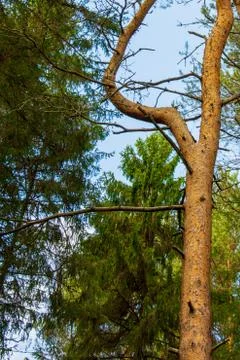 Dry tree in the shape of the number four in a summer forest in sunlight again Stock Photos