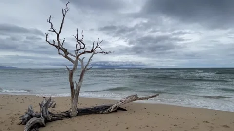 Dry Tree at the shore Stock Footage 236266215
