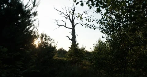 Dry tree silhouette. dead tree. old dry oak on a background of young forest and Stock Footage 127395644