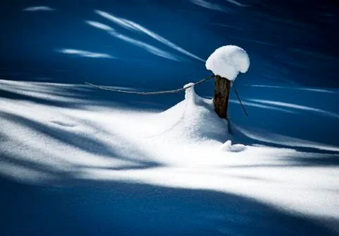 A dry tree with a snow cap Stock Photos
