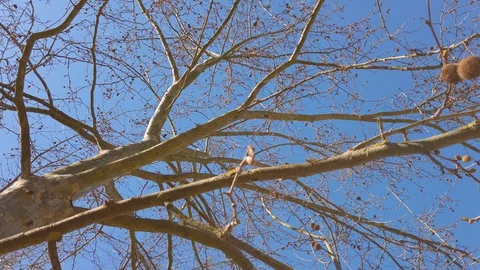 Dry tree before spring floration Stock Footage 129442190