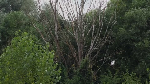 A dry tree stands in a grove Stockbeeldmateriaal 306167399