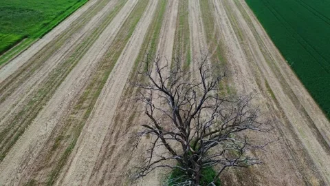 A dry tree stands in the middle of a field with a distinct striped pattern Stock Footage 329451637