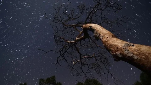 A dry tree with star-trails background Stock Footage 85272085