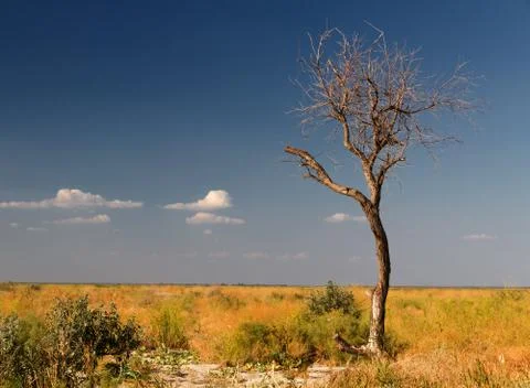 Dry tree steppe Stock Photos