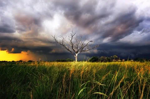 Dry tree with Storm Stock Photos