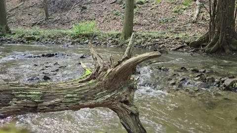 A dry tree in a stream Stock Footage 310259890