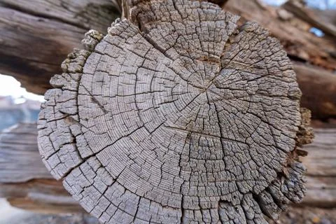 Dry Tree Stump Cross Section with Visible Annual Rings Foto stock