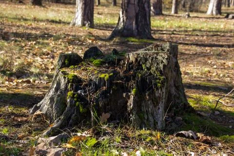 Dry tree stump in the forest Stock Photos
