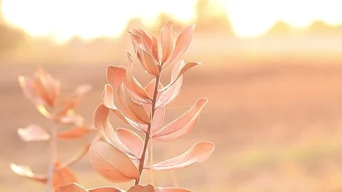 Dry tree in summer Video stock 169797189