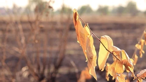Dry tree in summer Stock Footage 169797351