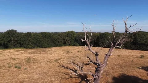 Dry Tree In Summer Nature Landscape With Blue Sky And Forest Stock Footage 341669137